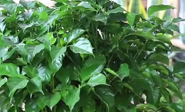 幸福樹幹枯掉葉子怎麼挽救?4招輕鬆解決,常年蔥翠長得快