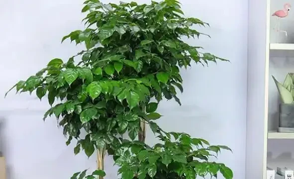 幸福樹幹枯掉葉子怎麼挽救?4招輕鬆解決,常年蔥翠長得快