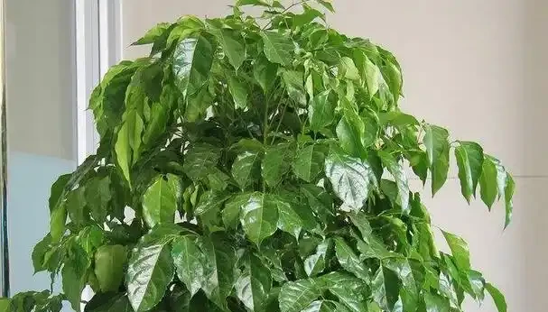 幸福樹幹枯掉葉子怎麼挽救?4招輕鬆解決,常年蔥翠長得快