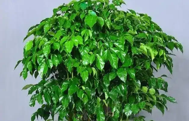 幸福樹幹枯掉葉子怎麼挽救?4招輕鬆解決,常年蔥翠長得快
