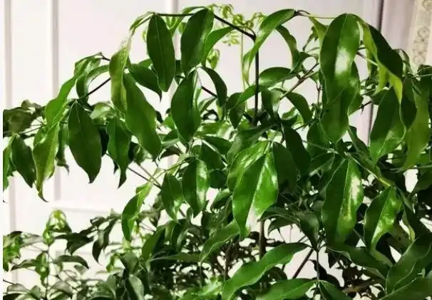 幸福樹幹枯掉葉子怎麼挽救?4招輕鬆解決,常年蔥翠長得快