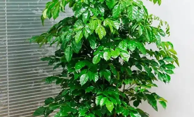 幸福樹幹枯掉葉子怎麼挽救?4招輕鬆解決,常年蔥翠長得快