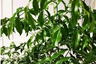幸福樹幹枯掉葉子怎麼挽救？4招輕鬆解決，常年蔥翠長得快