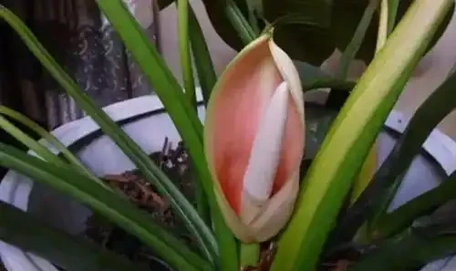 你有見過金鑽的花嗎?它會不會開花?