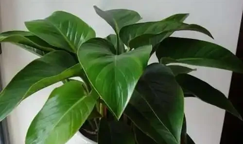 你有見過金鑽的花嗎?它會不會開花?
