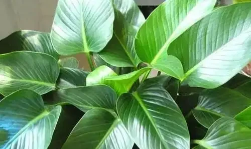 你有見過金鑽的花嗎?它會不會開花?