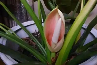 你有見過金鑽的花嗎？它會不會開花？