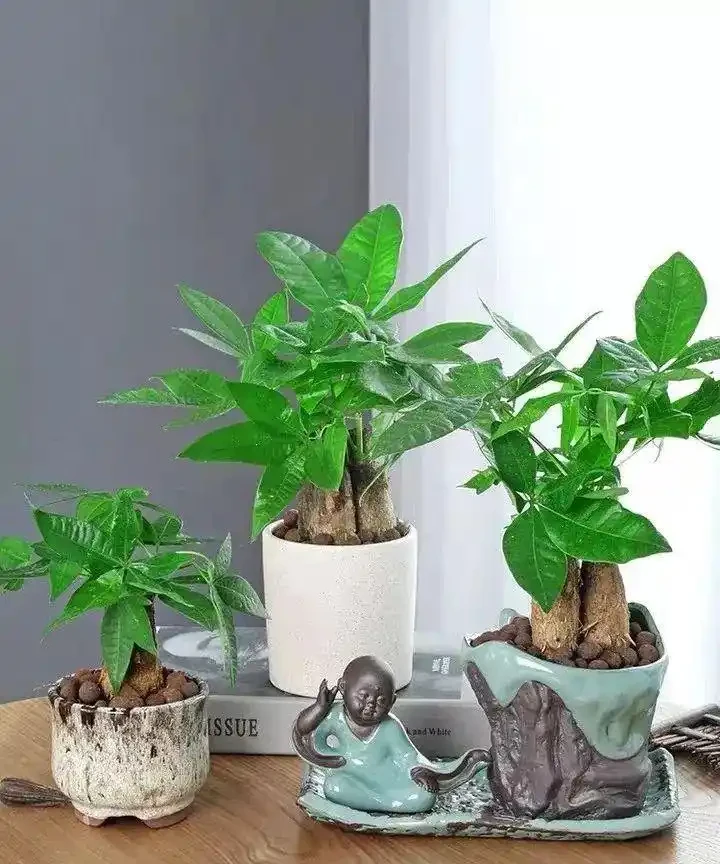 養發財樹,用這3種肥料,葉子翠綠,枝幹粗壯