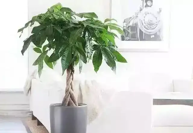 養發財樹,用這3種肥料,葉子翠綠,枝幹粗壯