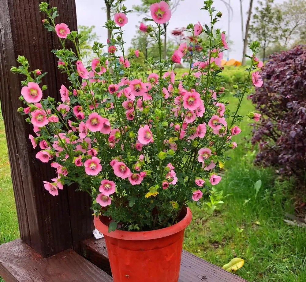 10月插枝「八種花」，沾土就長根，2月就開花