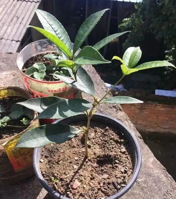 10月插枝「八種花」，沾土就長根，2月就開花