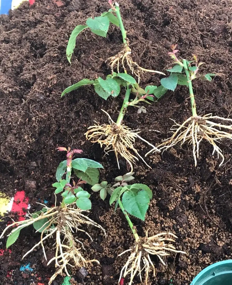 10月插枝「八種花」，沾土就長根，2月就開花