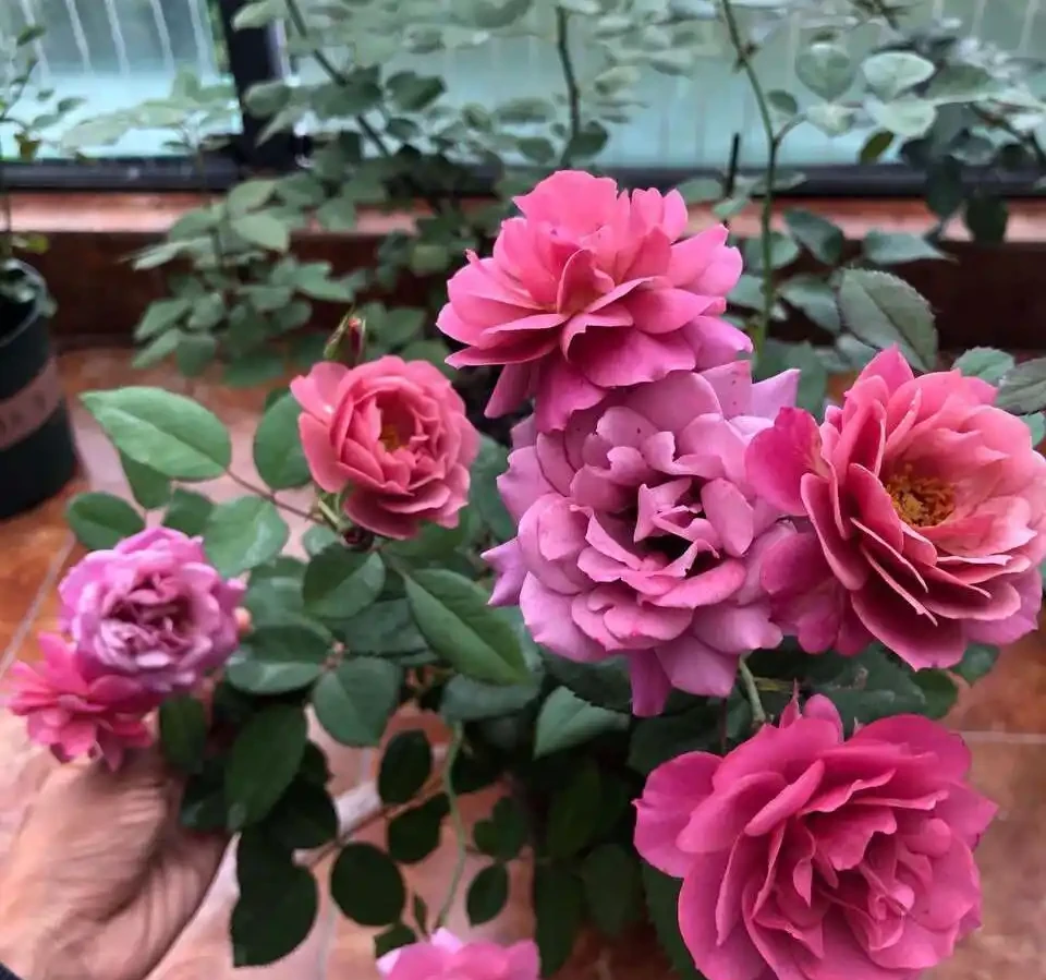 10月插枝「八種花」，沾土就長根，2月就開花