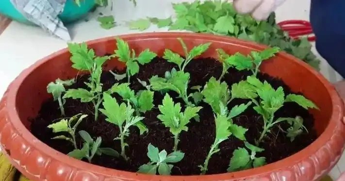 10月插枝「八種花」，沾土就長根，2月就開花