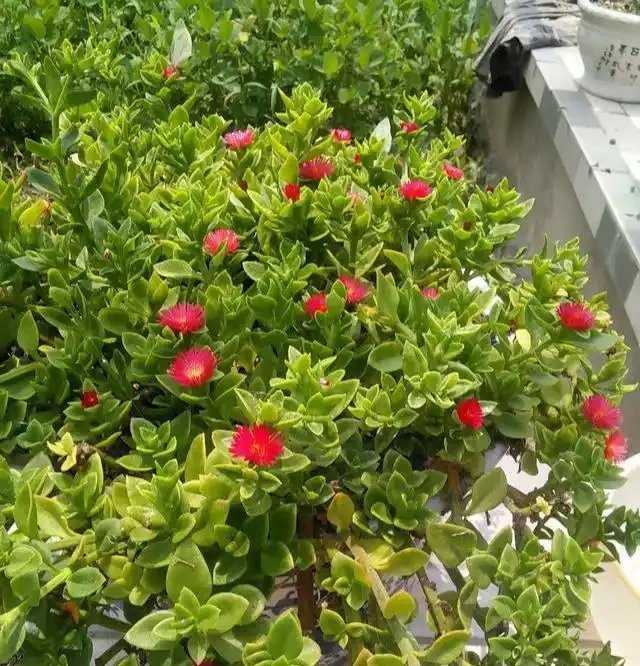 10月插枝「八種花」，沾土就長根，2月就開花