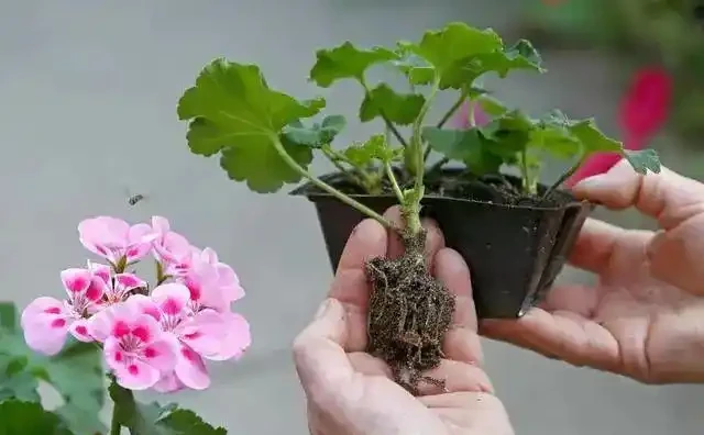 10月插枝「八種花」，沾土就長根，2月就開花