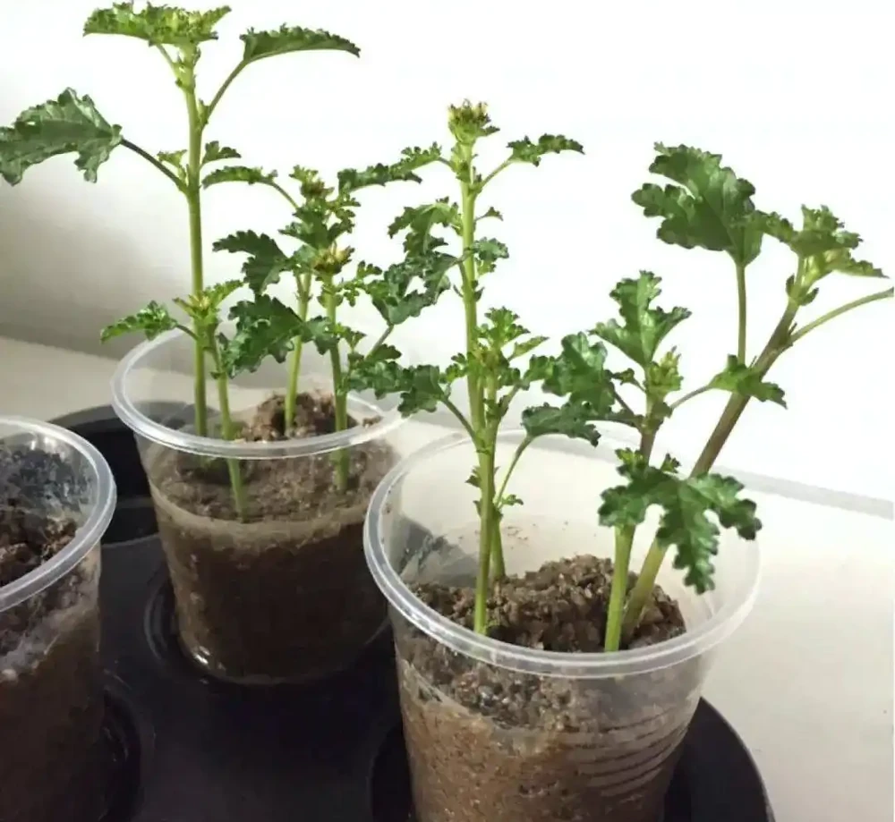10月插枝「八種花」，沾土就長根，2月就開花