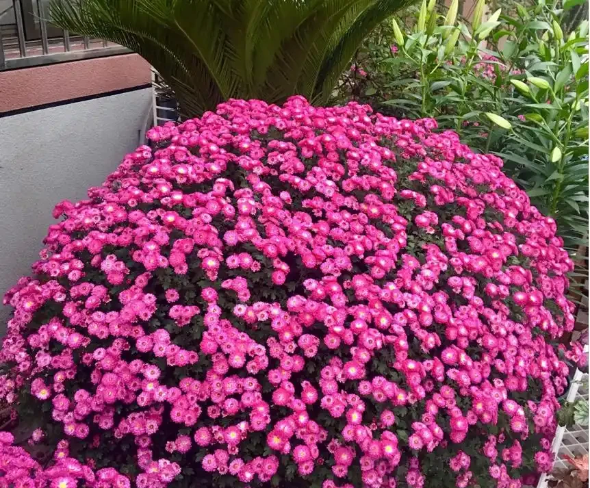 10月插枝「八種花」，沾土就長根，2月就開花
