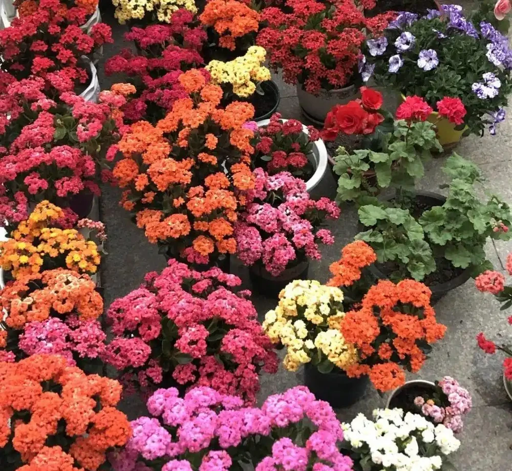 10月插枝「八種花」，沾土就長根，2月就開花