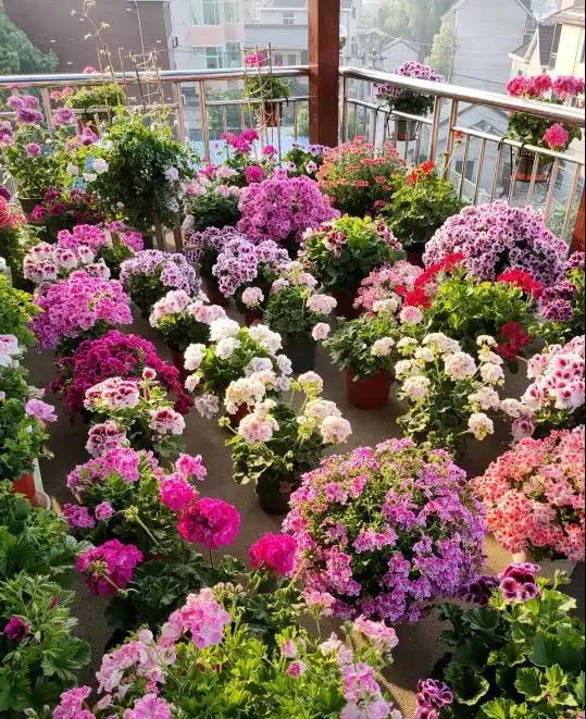 10月插枝「八種花」，沾土就長根，2月就開花
