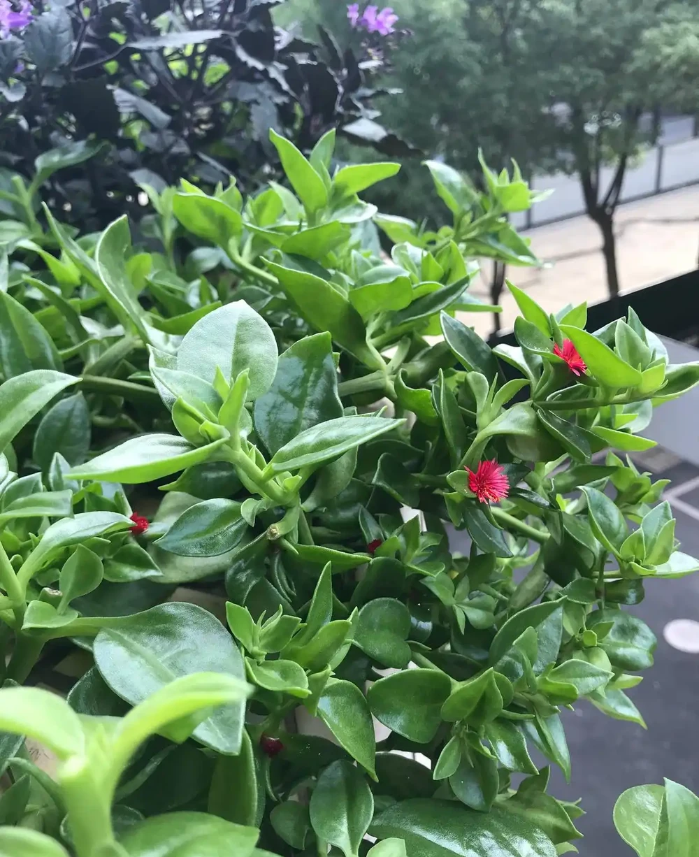10月插枝「八種花」，沾土就長根，2月就開花