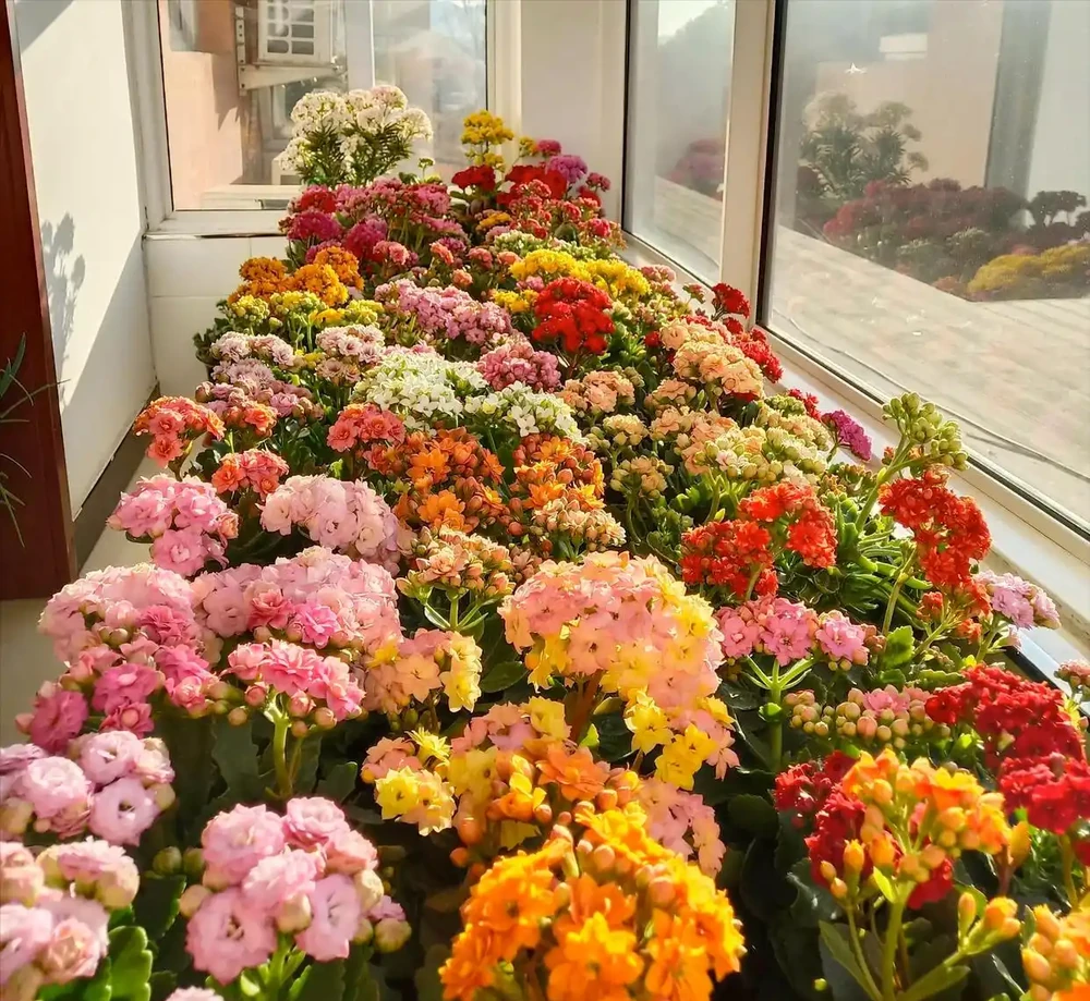 10月插枝「八種花」，沾土就長根，2月就開花