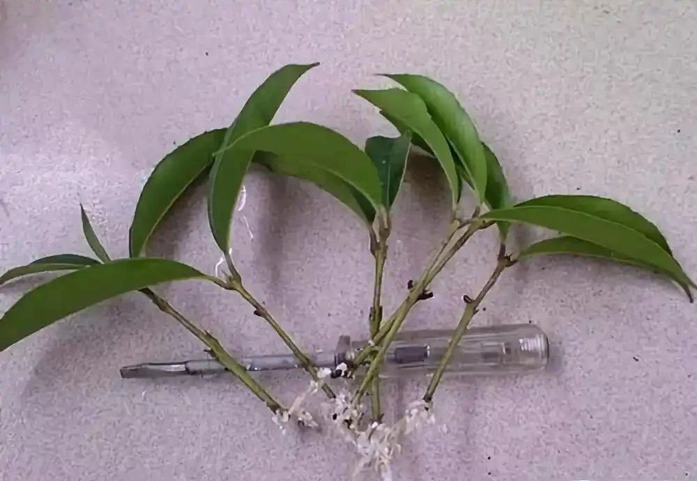 10月插枝「八種花」，沾土就長根，2月就開花