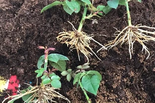 10月插枝「八種花」，沾土就長根，2月就開花