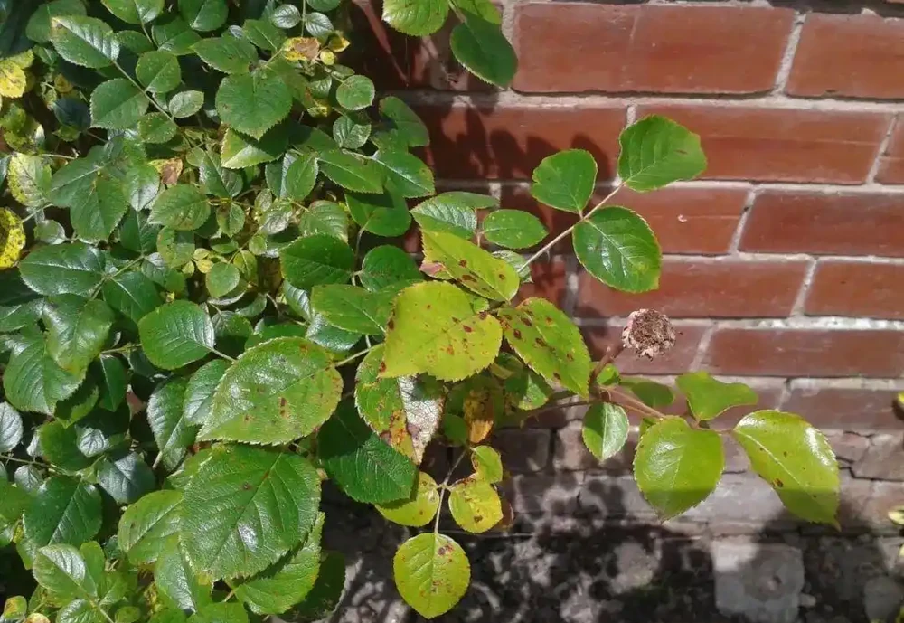 月季葉子長黑色斑點,噴多菌靈沒啥效果,可能需要用到其他藥劑了