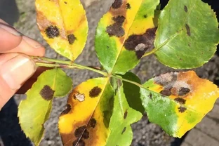 月季葉子長黑色斑點，噴多菌靈沒啥效果，可能需要用到其他藥劑了