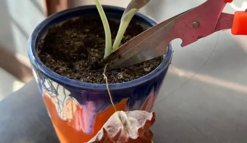 天氣變冷,盆栽熱帶植物可以這樣過冬,怕冷的海芋也沒事