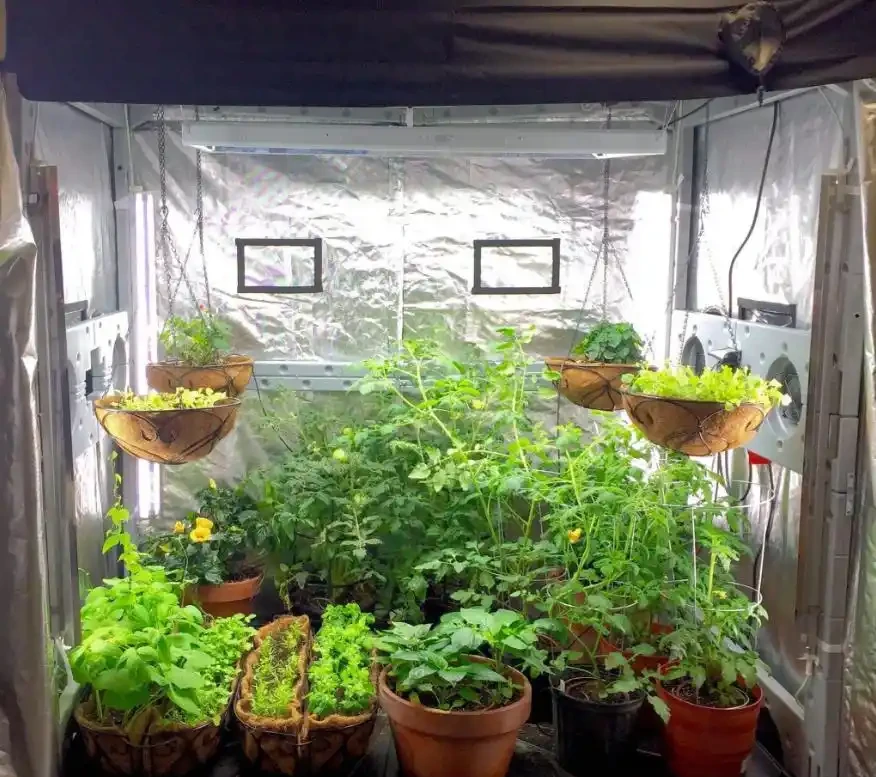 天氣變冷,盆栽熱帶植物可以這樣過冬,怕冷的海芋也沒事