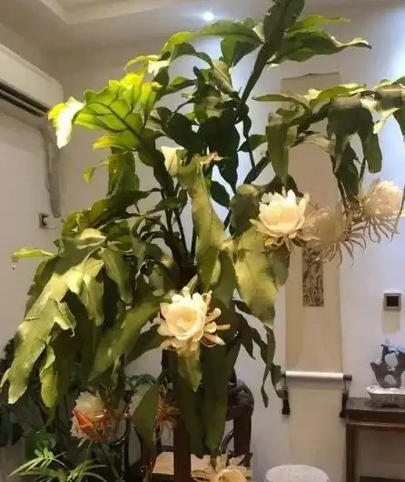 家裡陽臺沒太陽,建議養12種「耐蔭王」,好養漂亮,貴氣吉祥