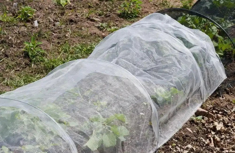 天氣變冷,盆栽熱帶植物可以這樣過冬,怕冷的海芋也沒事