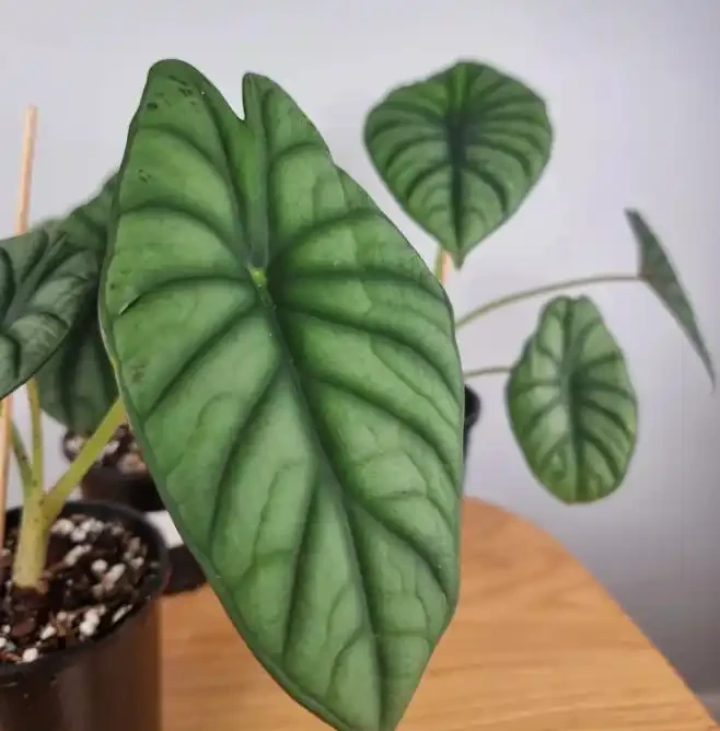 天氣變冷,盆栽熱帶植物可以這樣過冬,怕冷的海芋也沒事
