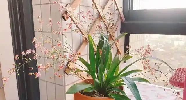 家裡陽臺沒太陽,建議養12種「耐蔭王」,好養漂亮,貴氣吉祥