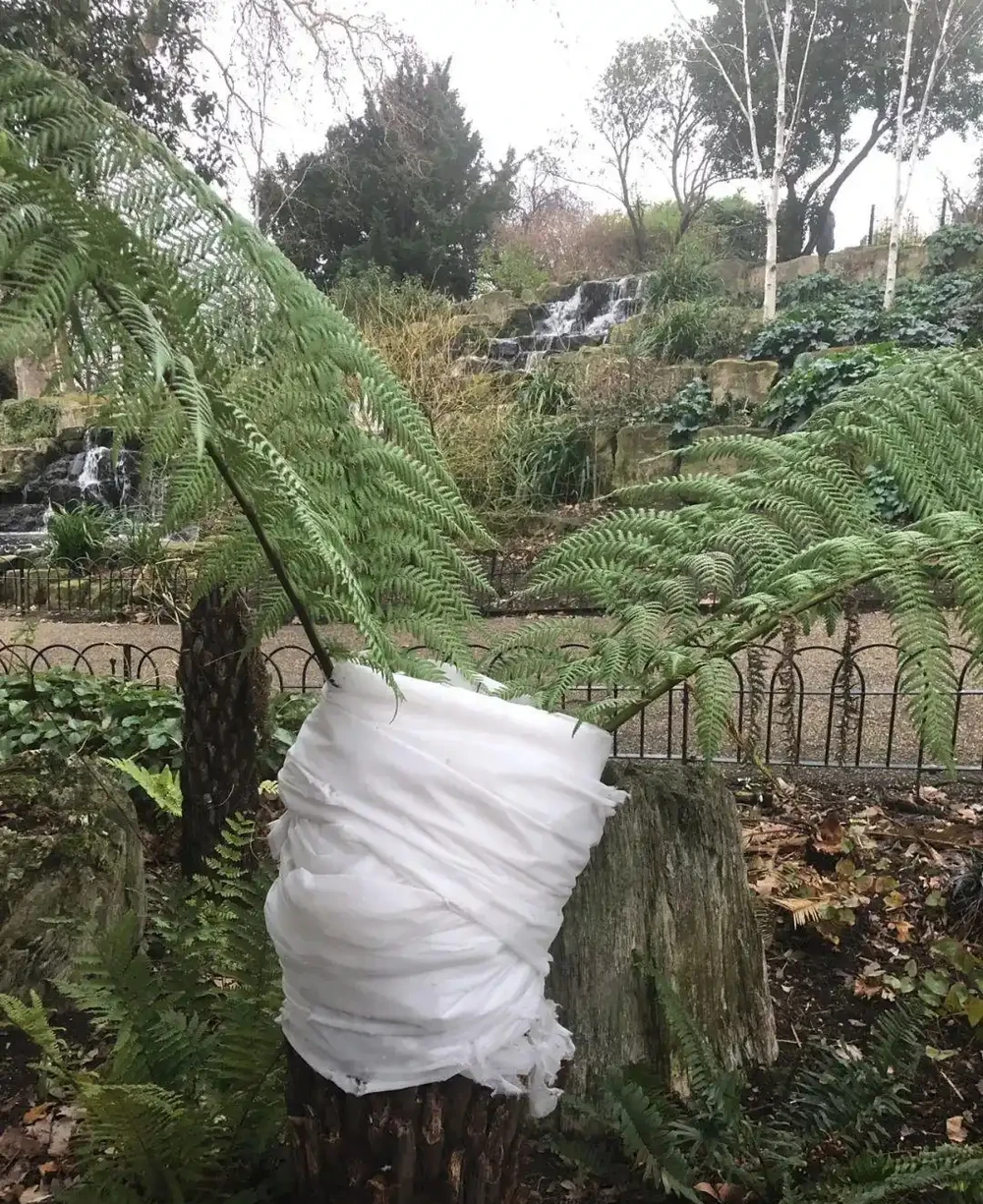 天氣變冷,盆栽熱帶植物可以這樣過冬,怕冷的海芋也沒事