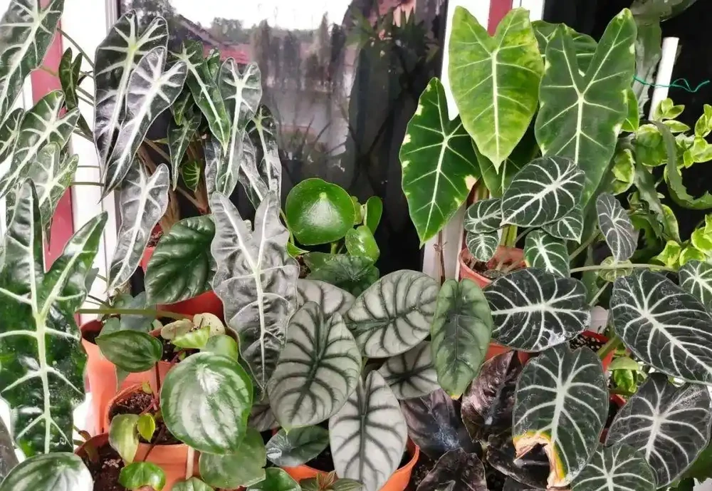 天氣變冷,盆栽熱帶植物可以這樣過冬,怕冷的海芋也沒事