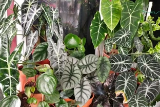天氣變冷，盆栽熱帶植物可以這樣過冬，怕冷的海芋也沒事