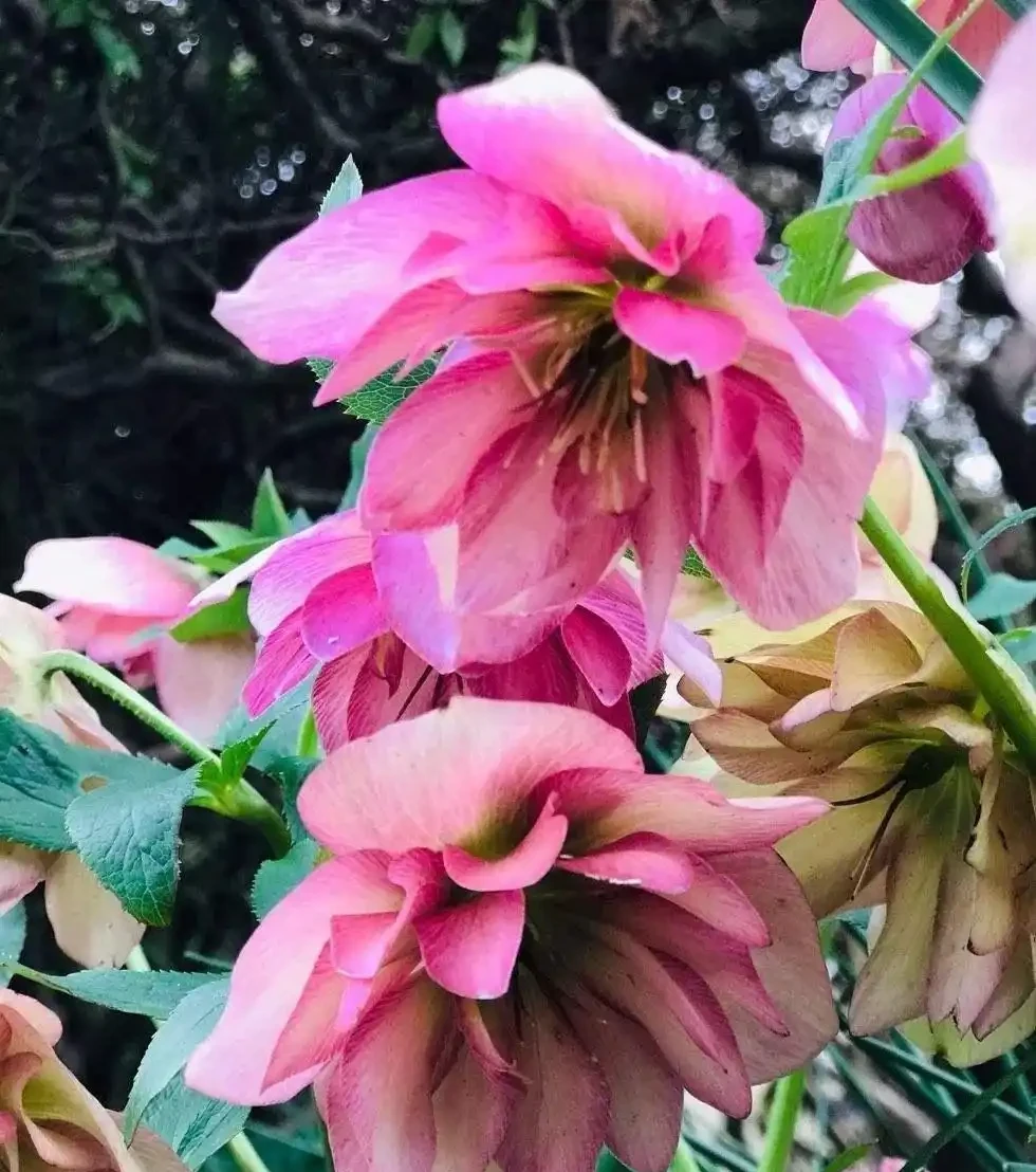 耐寒性好的「10種花」，家裡養一盆，漂亮寓意好，可當年宵花
