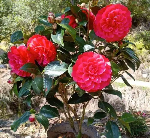耐寒性好的「10種花」，家裡養一盆，漂亮寓意好，可當年宵花