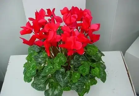 耐寒性好的「10種花」，家裡養一盆，漂亮寓意好，可當年宵花