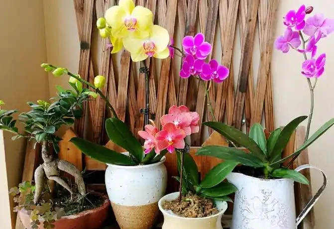 耐寒性好的「10種花」，家裡養一盆，漂亮寓意好，可當年宵花