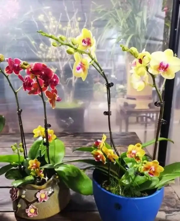 耐寒性好的「10種花」，家裡養一盆，漂亮寓意好，可當年宵花