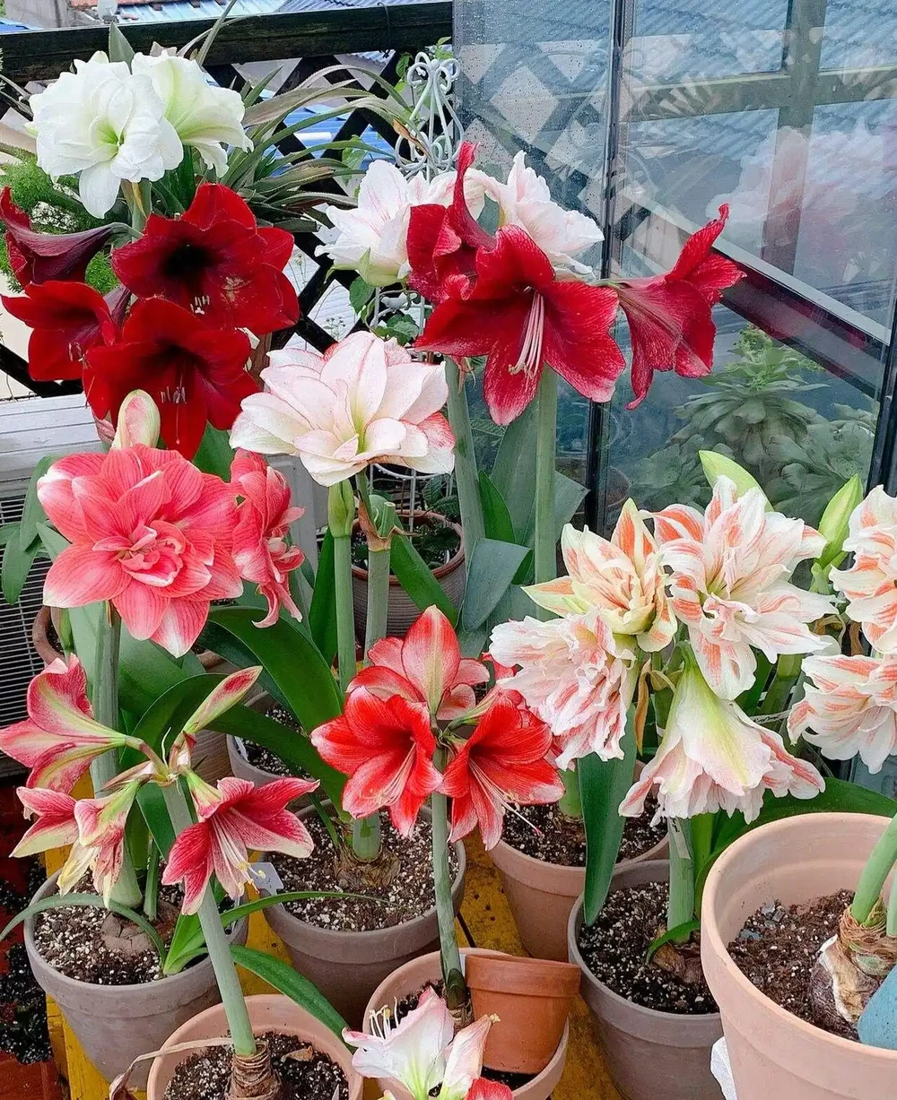 耐寒性好的「10種花」，家裡養一盆，漂亮寓意好，可當年宵花