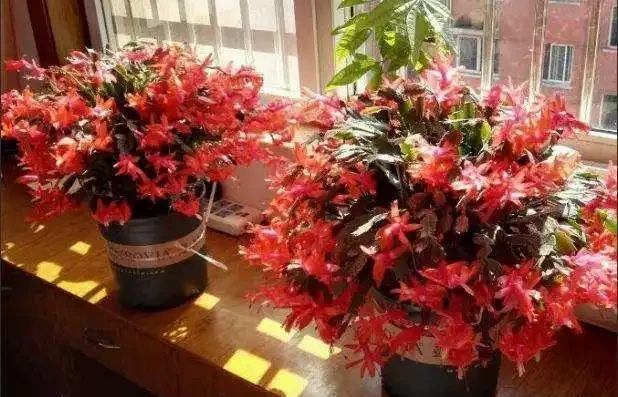 耐寒性好的「10種花」，家裡養一盆，漂亮寓意好，可當年宵花