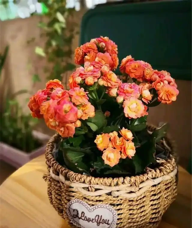 耐寒性好的「10種花」，家裡養一盆，漂亮寓意好，可當年宵花