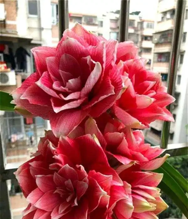 耐寒性好的「10種花」，家裡養一盆，漂亮寓意好，可當年宵花