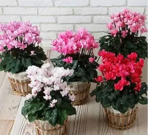 耐寒性好的「10種花」，家裡養一盆，漂亮寓意好，可當年宵花