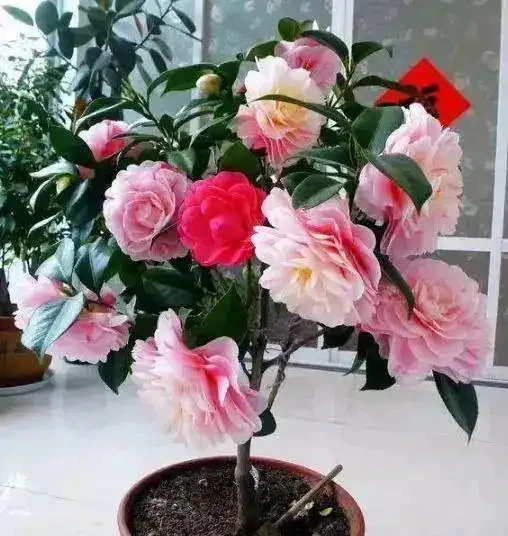 耐寒性好的「10種花」，家裡養一盆，漂亮寓意好，可當年宵花